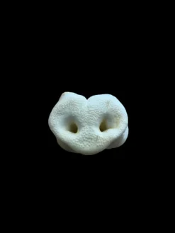 Anco Puffed Pig Snout