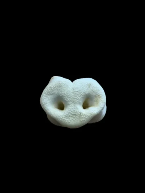 Anco Puffed Pig Snout