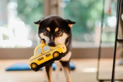 Canine Commute New Yap City Taxi By P.L.A.Y